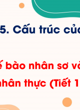 Bài 7 Tế bào nhân sơ và tế bào nhân thực (Tiết 1)